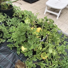 Letošním úspěchem Dalibora Jandy jsou melouny Galia.