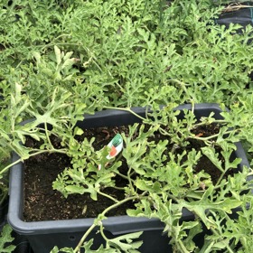 Recept na pěstování melounů: zasazené jsou v nádobách a plazí se po zemi pokryté černou fólií.