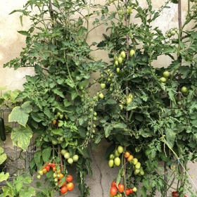 Rajčátka rostou až do nebe.