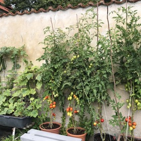 Okurky mají na listech plíseň, ale Dalibor Janda ví, jak s ní zatočit.