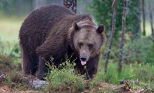 Hrozivý útok medvěda na Slovensku: Myslivec skončil s děsivým zraněním v nemocnici