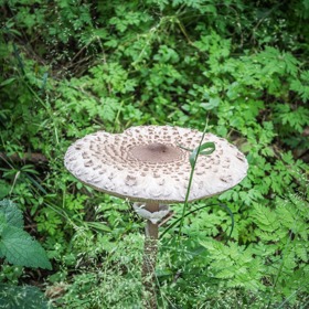 Pozor na to, co sbíráte. Ne všechny bedly jsou jedlé.