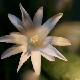 ...jeho květy mohou být bílé, fialové nebo žluté.