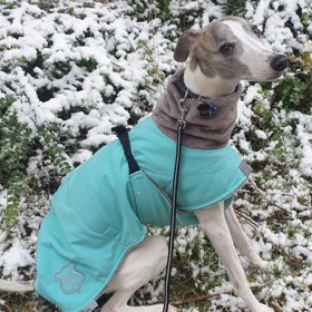 Vipet Tobiáš nosí v zimě tyrkysovou bundičku. Jeho páníčky jsou moderátoři Aleš Cibulka a Michal Jagelka.