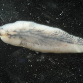 Motolice jaterní  může způsobit i rakovini žlučovodu.