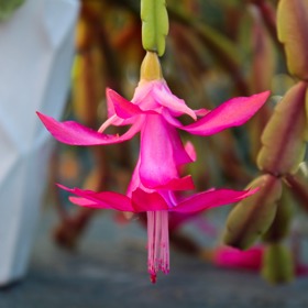 Pokud vánoční kaktus dostane správnou péči, předává se z generace na generaci.