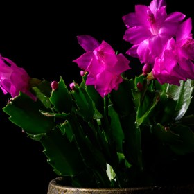 Vánoční kaktus je skvělou ozdobou Vánoc.