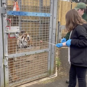 S dcerkou už za peníze od dárců podnikly výlet do zooparku nedaleko Manchesteru, kde si holčička zkusila nakrmit tygry.