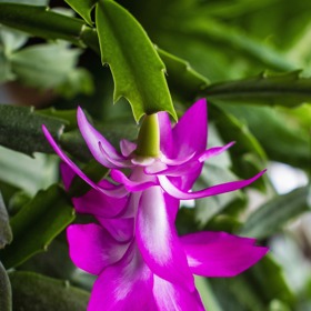 Vánoční kaktus totiž kvete od konce listopadu až do ledna.