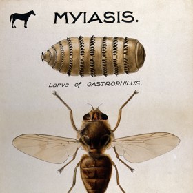 Larvy střečků se živí lidskou i zvířecí tkání. 