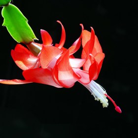 Vánoční kaktus lze sehnat v mnoha barevných variacích...