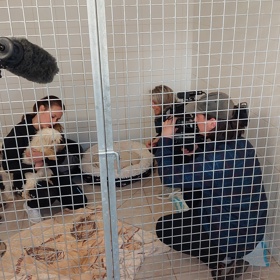 Psi žijí v množírnách v nevyhovujícím prostředí a majitelé je mají na opakované rození štěňat. Ta mohou být nemocná.