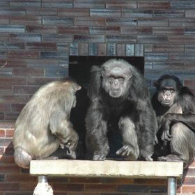 Šimpanz Dingo přišel o život.