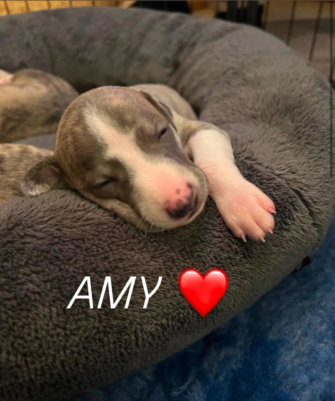 Klára Kováčová má v domácnosti nového mazlíčka Amy.