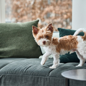 Pejsek Elvis musí být u všeho.