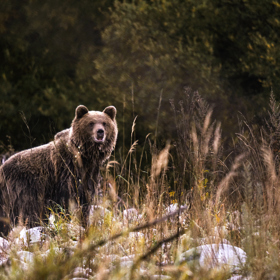 Šestidílná minisérie Medvěd, zvíře, které rozdělilo Slovensko se zaměřila mimořádně aktuální a ožehavé téma, které hýbe slovenskou politikou i veřejností.