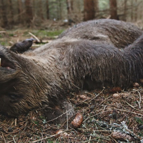 I kvůli tomu slovenská vláda rozhodla, že v roce 2025 povolí odstřel 350 medvědů, což je na tamější poměry obří číslo.
