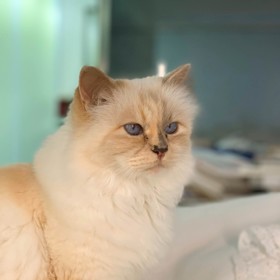 Kromě toho zdědila po "tátovi" velkou část jeho majetku v hodnotě 200 milionů eur. V současné době se o kočičí babičku stará Lagerfeldova bývalá hospodyně Françoise Caçote.