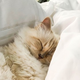 Choupette je podle jejích slov princezna. Nejraději spí na hromádce oblečení Chanel, snídá a obědvá z misek z čínského porcelánu a 13. narozeniny oslavila na zámku ve Versailles.