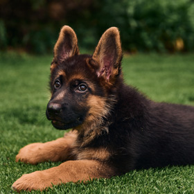 Malá Jessie prozkoumává zahradu, oblíbila si především plastové konve. 