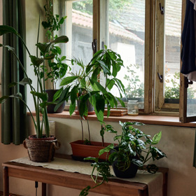 I když za oknem je příroda, nesmí jí kousek chybět ani v domě