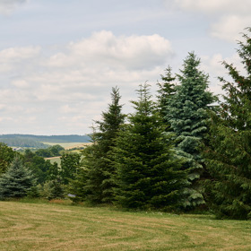 Vzrostlé jehličnany zasadil jako malé Laďa Kerndl s manželkou.