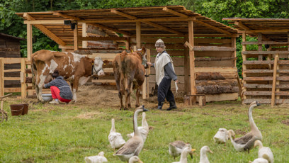 FOTO: Fallenka, krávy a husy.