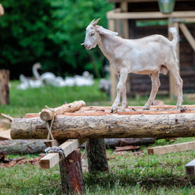 Koza na farmě.