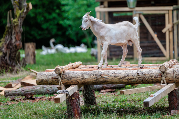 Koza na farmě.