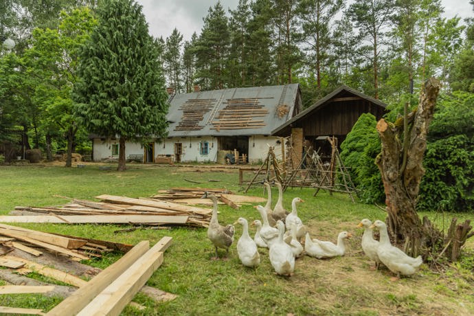 Husy na farmě.