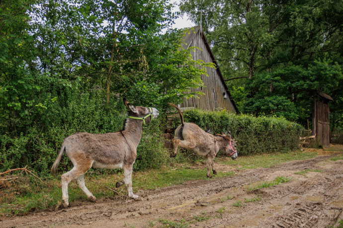 Oslíci nadělali na farmě pořádnou neplechu.