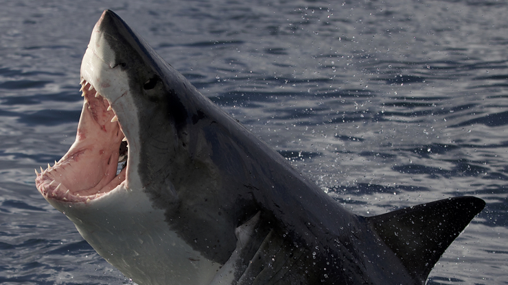 Co je nového ve světě žraloků? Shark Week na Discovery Channel i letos přibližuje mentalitu druhu, kterému stále příliš nerozumíme