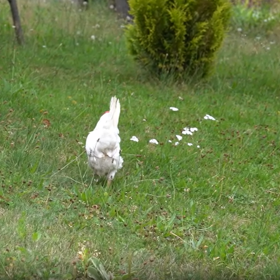 Manželé si pořídli slepičky.