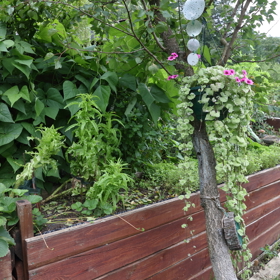 Kde nejsou záhonky, poslouží truhlíky.