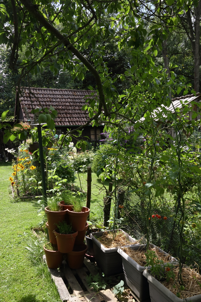 Pohled na zahradní domek z rohu zeleninové zahrádky