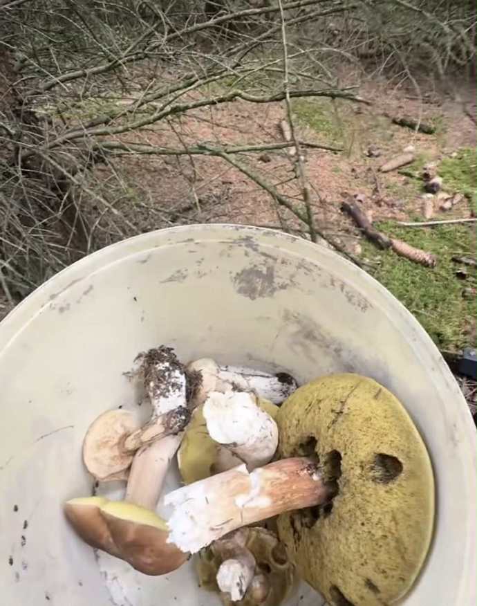 Vendula s houbami nepočítala, proto je z nouze musela uložit do bílého kyblíku namísto košíčku. 