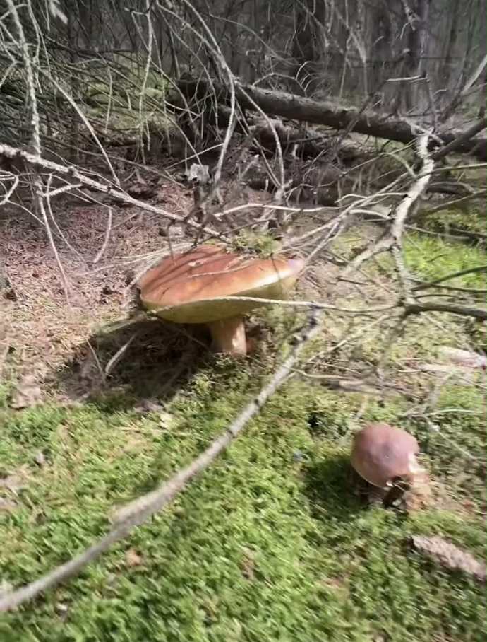 I Vendula Pizingerová vyrazila na houby. Našli jich tolik, že její syn Pepík dokonce navrhoval, aby některé v lese nechali.