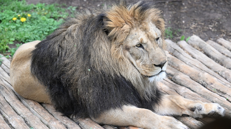 Lev v Safari Dvůr Králové.