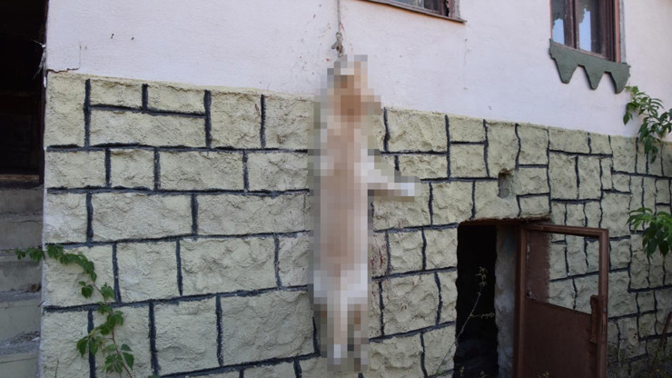 Pejsek zemřel poté, co se snažil dostat ven, aby si zajistil jídlo a vodu.