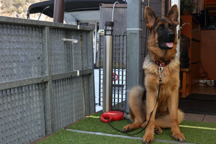 Fenka Jessie je krasavice, ale podle Heleny Vondráčkové je to pěkná divoška. 