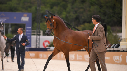 FOTO: Koně stáli až miliony eur.