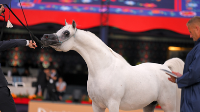 FOTO: Nejlepší koně, dorazili aby získali ocenění.