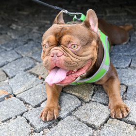 Bentley je francouzský buldoček bez průkazu původu. 