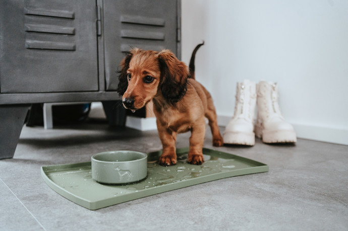 We love dogs: Prémiový butik pro psy a kočky otevírá v Praze 7 