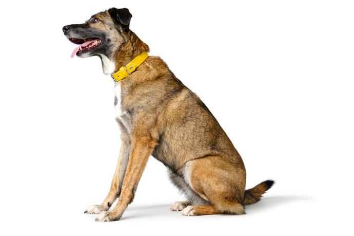 We love dogs: Prémiový butik pro psy a kočky otevírá v Praze 7 