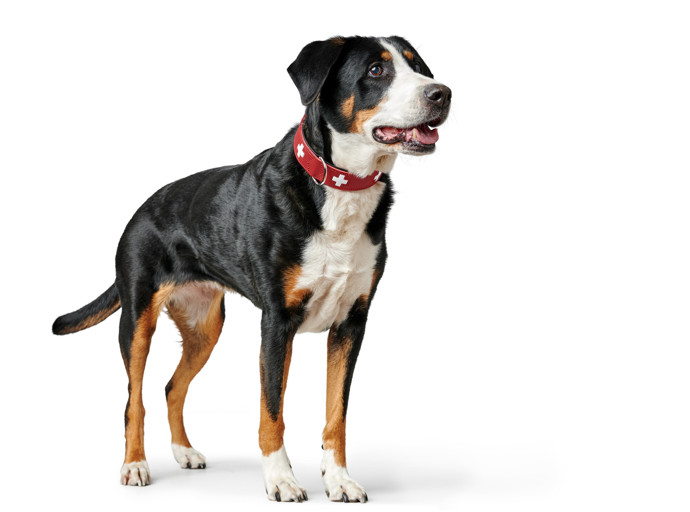 We love dogs: Prémiový butik pro psy a kočky otevírá v Praze 7 