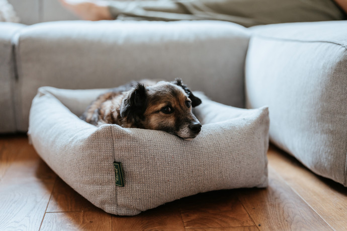 We love dogs: Prémiový butik pro psy a kočky otevírá v Praze 7 