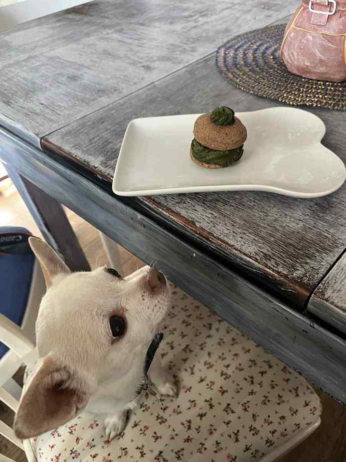 Psí zákusek přišel na psím talířku. 