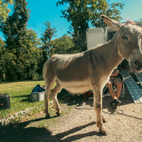 Na place byl přítomný i osel.