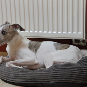 Tobiáš, milovaný pejsek pánů Aleše a Michala, se kterým mají i svůj zájezdový zábavný pořad.